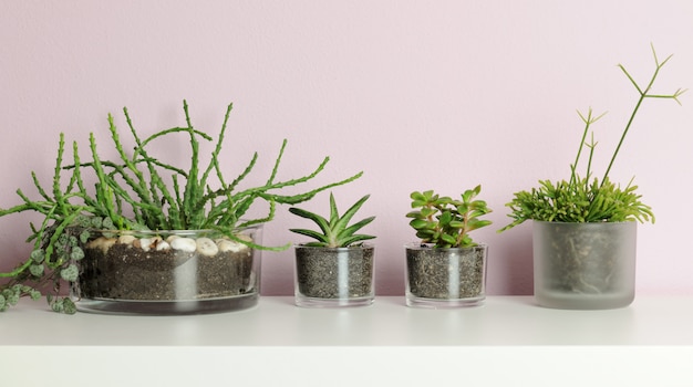 Petits pots avec plantes succulentes