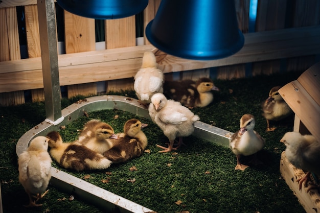 Les petits poulets et canetons se prélassent sur l'herbe sous une lampe dans la cour