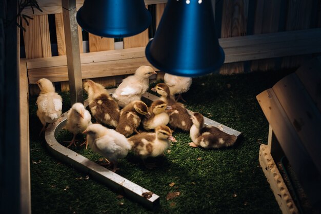 Les petits poulets et canetons se prélassent sur l'herbe sous une lampe dans la cour