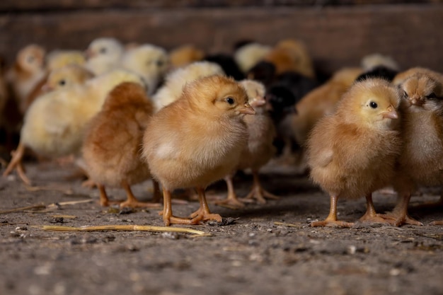 Petits poulets dans une ferme avicole