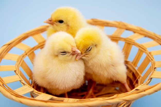 Les petits poulets jaunes dorment