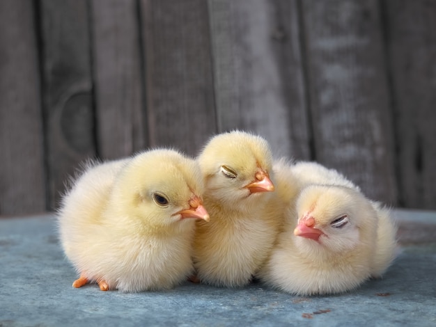 Petits poulets jaunes sur fond de bois