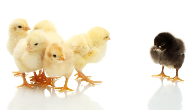 Petits poulets jaunes et noirs isolés sur le blanc