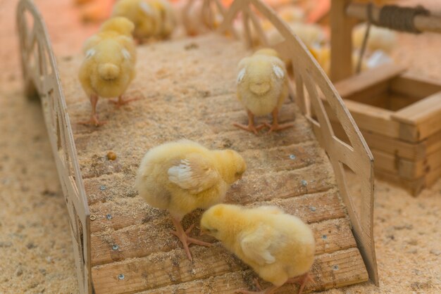 De petits poulets jaunes se prélassent dans la ferme