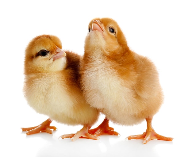 Petits poulets mignons isolés sur blanc