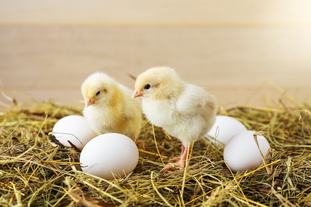 Photo les petits poulets et les œufs sont sur le foin