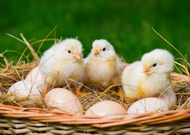 Les petits poulets sont assis sur les œufs