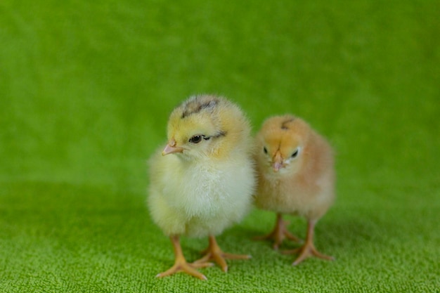 Petits pouletsDeux poulets jaunes sur fond vert