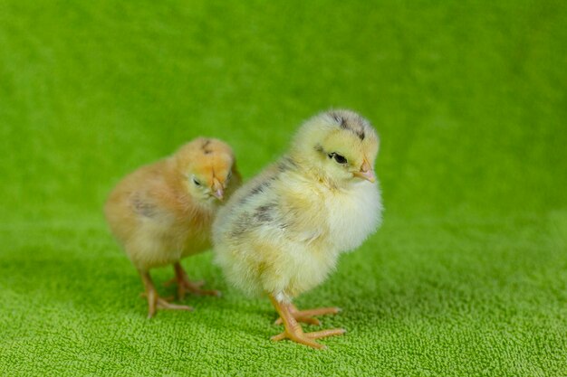 Petits pouletsDeux poulets jaunes sur fond vert