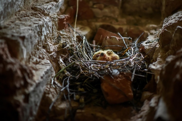 Petits poussins au nid dans le grenier