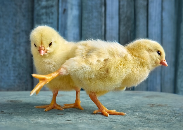 Petits Poussins De Bébé Mignon Jaune.