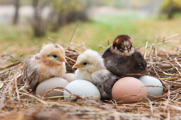 Petits poussins dans le foin avec des œufs