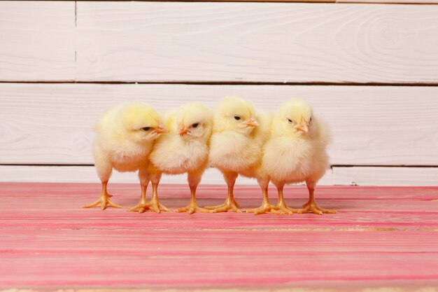 Petits poussins jaunes sur table en bois