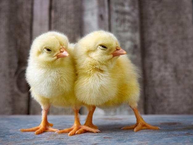 Petits poussins mignons jaunes