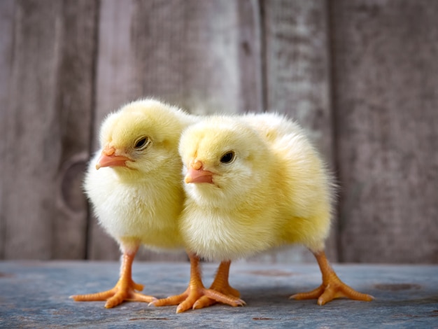 Petits poussins mignons jaunes.