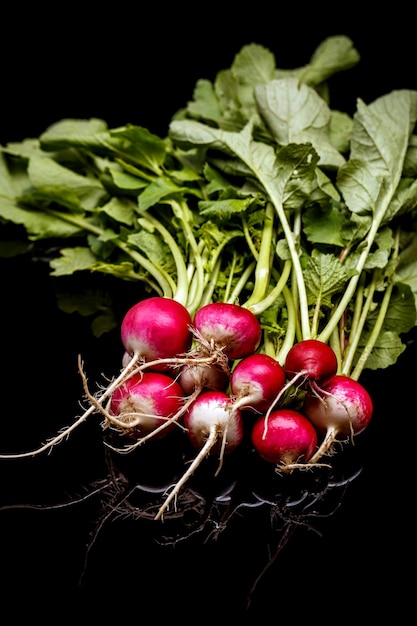 Petits radis rouges frais