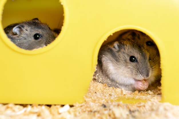 Petits rats hamsters jungars gris en cage jaune.