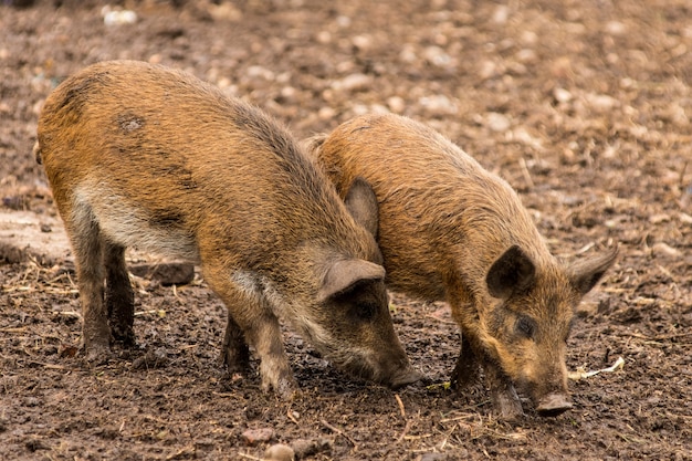 les petits sangliers se creusent le nez à la recherche de nourriture