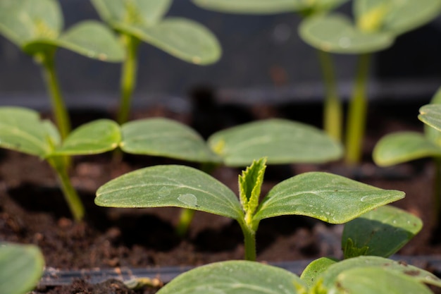 Petits semis de citrouille ou de courgette poussant dans des pots