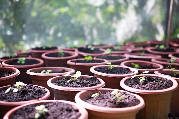 Petits semis en terre noire dans des pots marron sur la table. Jardin et jardinage