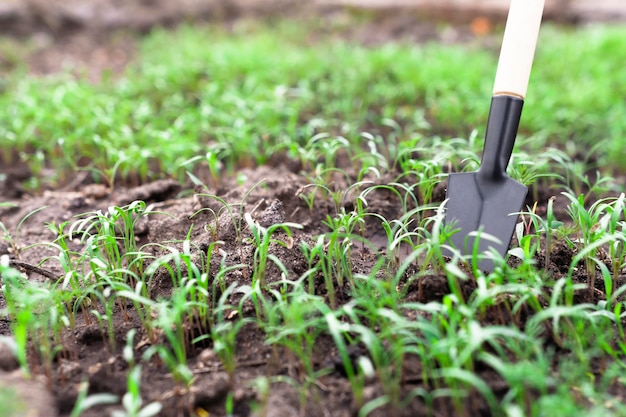 Petits verts cultivés à l'extérieur Libre de feuilles d'aneth vert