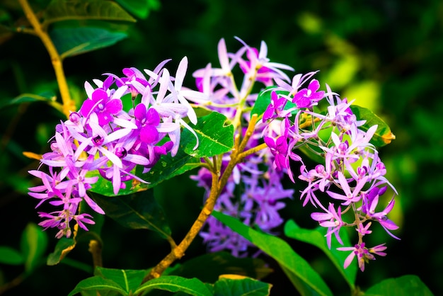 Petrea volubilis, belles fleurs de lierre violet tropical sains, pétales de violettes dans le jardin.