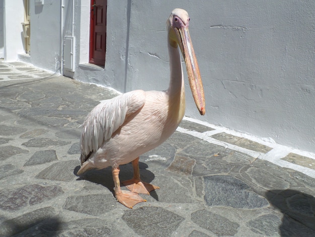 Petro ou Peter the Pelican, célèbre pélican de la ville de Mykonos