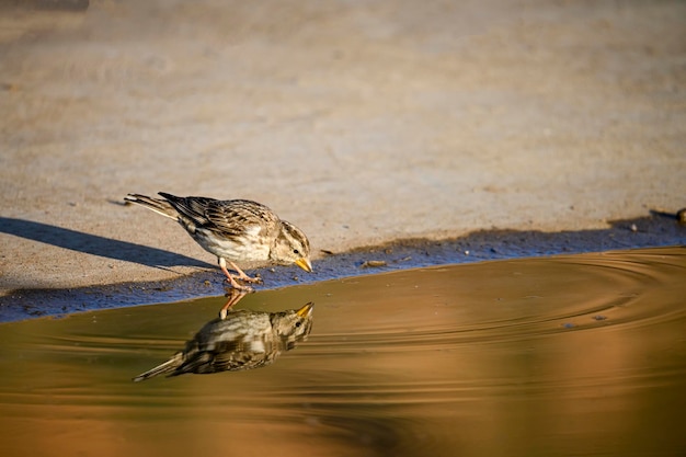 Photo petronia petronia le bruant hurleur est une espèce de passereau de la famille des passeridae