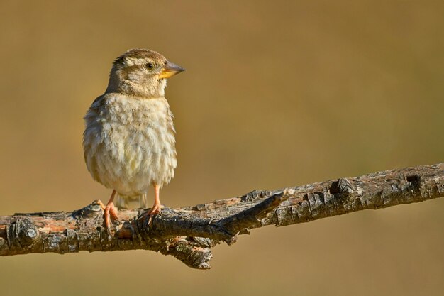 Petronia petronia - Le moineau hurleur est une espèce de passereau de la famille des Passeridae.