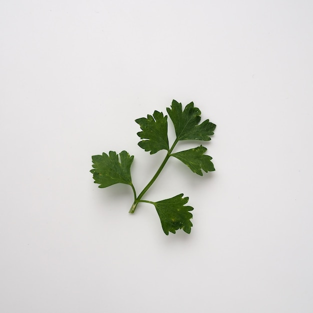 Petroselinum crispum, famille parapluie de plantes d'un à deux ans Umbelliferae. Céleri odorant