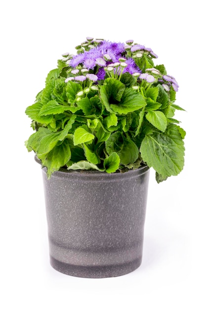 Pétunia ageratum dans un pot de fleurs sur fond blanc