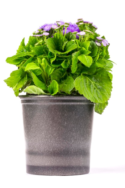 Pétunia ageratum dans un pot de fleurs sur fond blanc