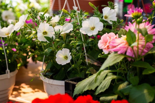 Pétunia fleur pétales blancs fleurissent chaud et fleurissent le matin espace pour le texte se concentrer sur les pétales sur fond vert