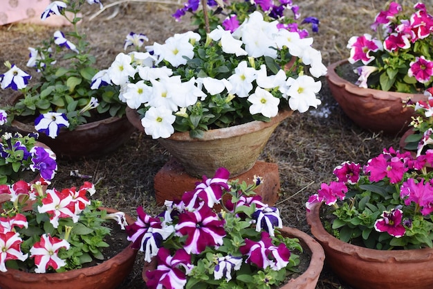 PETUNIA une image d'une fleur unique