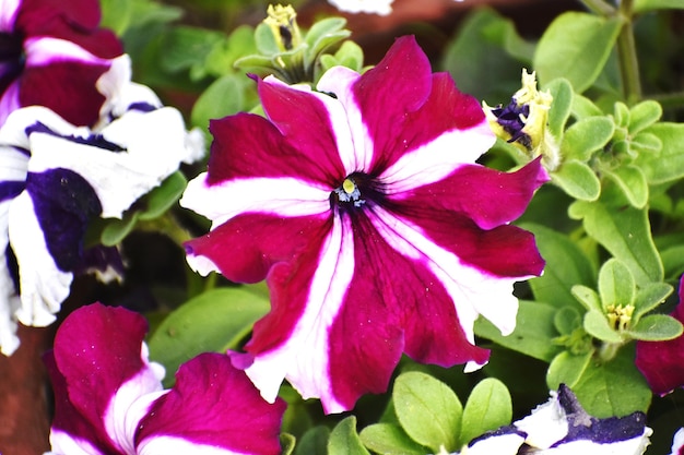 PETUNIA une image d'une fleur unique