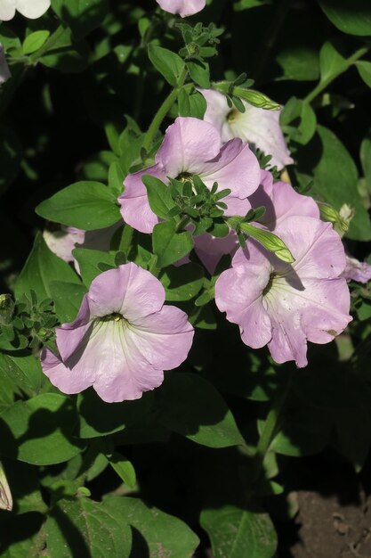 le pétunia lilas pousse sur un lit dans le jardin