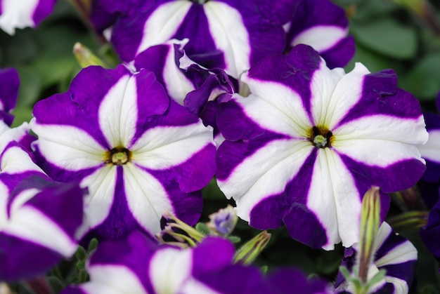 Photo pétunia pétunias en bacpétunia en pot