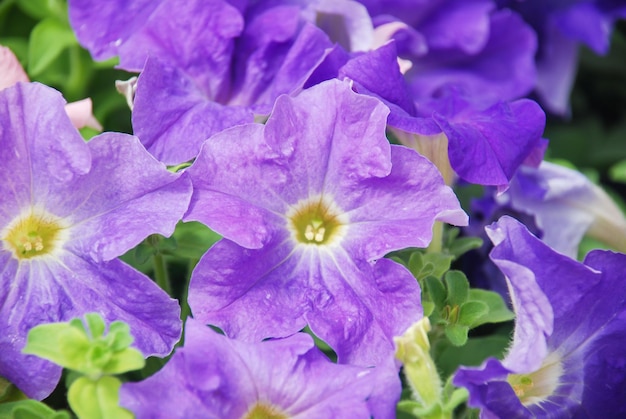 Pétunia Pétunias dans le plateauPétunia dans le pot pétunia violet