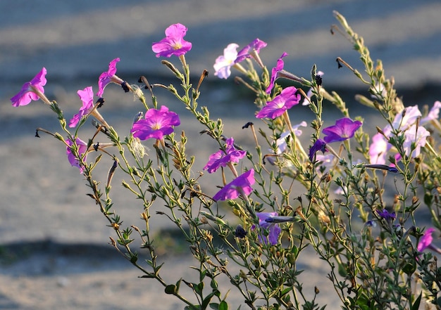 Pétunia rose dans le jardin