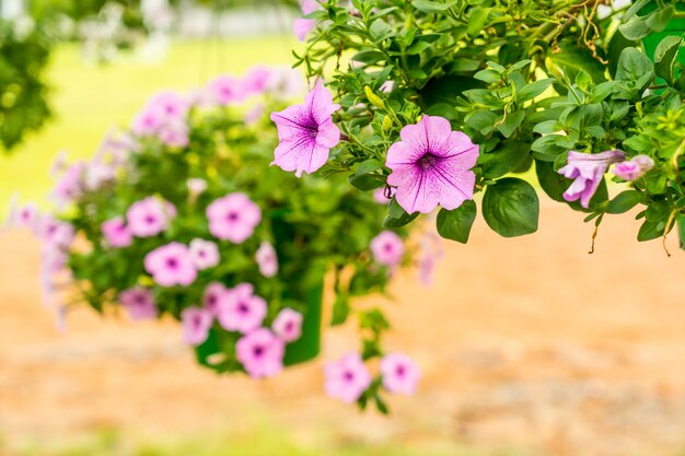 Pétunia violet dans le jardin en plein air