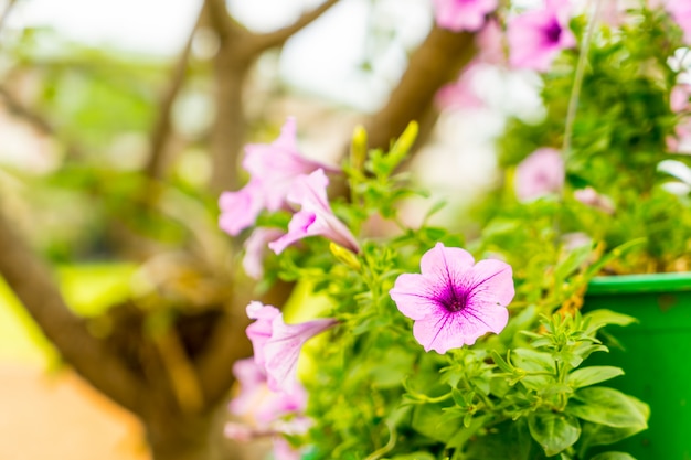 Pétunia violet dans le jardin en plein air