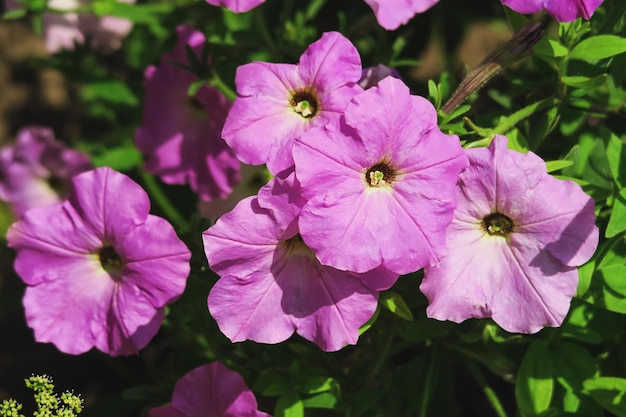 le pétunia violet pousse sur un lit dans le jardin