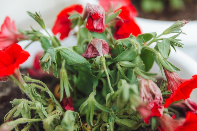 Pétunias flétris le pétunia flétri maladies dans les pétunias fleur infections