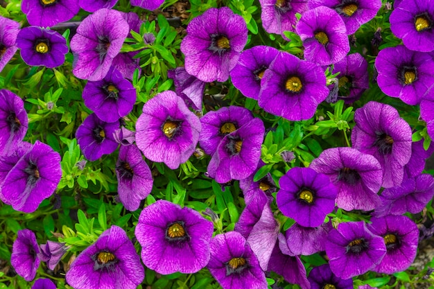 Pétunias violets dans un parterre de fleurs sur fond de feuillage