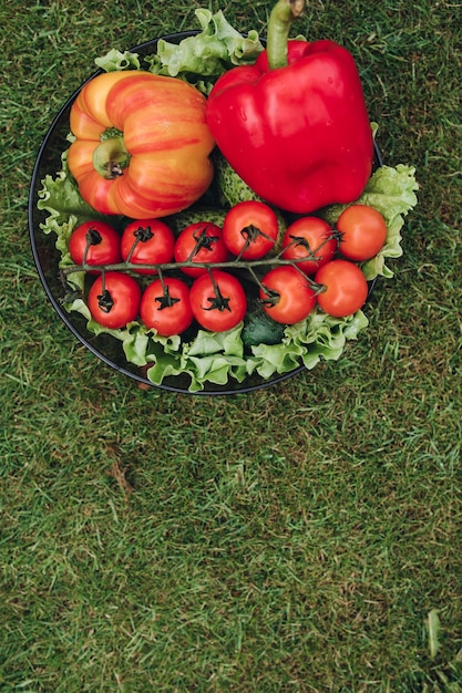 Peu de légumes frais appétissants dans une assiette sur l'herbe verte au plein jour d'été ensoleillé. Tas de piment doux de laitue de tomate juteuse prêt pour l'angle élevé de pique-nique extérieur