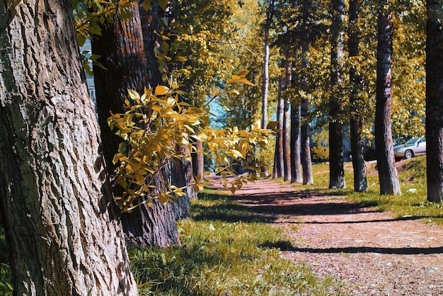 Peupliers d'allée avec des feuilles jaunissantes à la fin de l'été