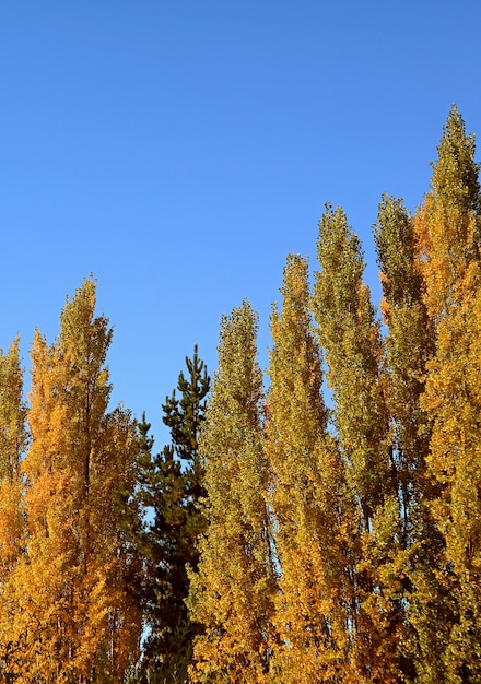 Les peupliers d'automne contre le ciel bleu ensoleillé