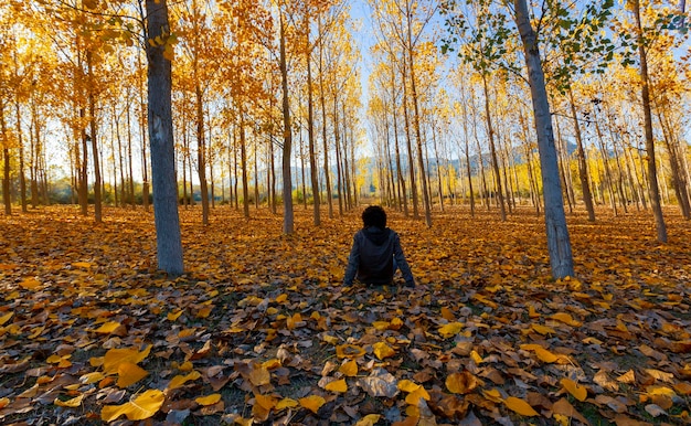 Les peupliers et les couleurs de l'automne