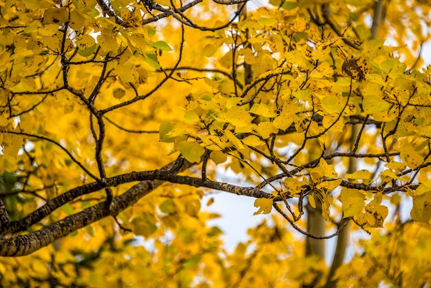 Photo peupliers faux-trembles jaunes avec des feuilles jaunes pour le fond de la saison d'automne