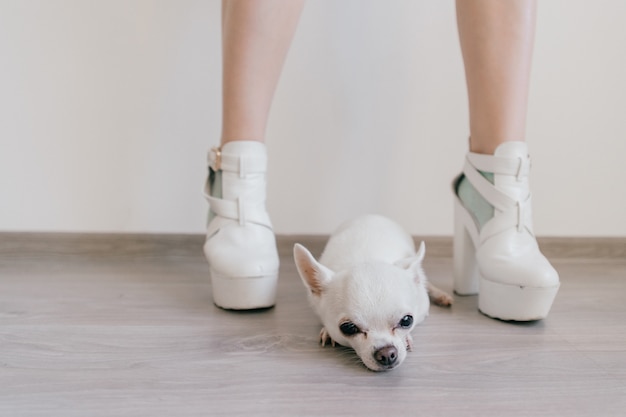 Peur petit chiot chihuahua assis et allongé sur le plancher en bois entre les pieds des femmes. Jambes de femmes sur des talons hauts dans différentes chaussettes. Jambes nues bizarres bizarres et bizarres dans des chaussures excentriques. Propriétaire d'animaux sexy